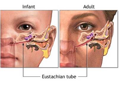 eustachian_tube_difference
